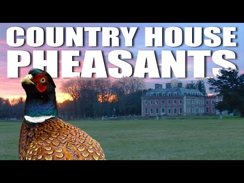 Country House Pheasants: Shaftesbury Estate Country House Pheasants: Shaftesbury Estate