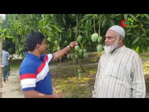 কোন জাতের আম কিভাবে চিনবেন (হিমসাগর,বোম্বাই,ল্যাংড়া, আম্রপালি)-আম বাগানে সরাসরি