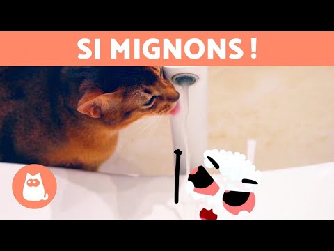Chiens et chats rigolos qui jouent avec des objets qui bougent