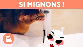 Miniature vidéo