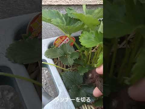 いつ、どのようにイチゴを鉢に植えるのですか？有機果物の栽培を成功させるために必要なすべてをお伝えします。  庭園