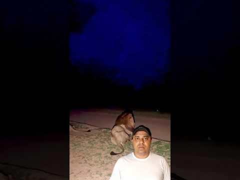 Percepção,o técnico da observação em ação. 🦁⚡ #Percepção #Natureza #Savana #Observação #VidaSelvagem