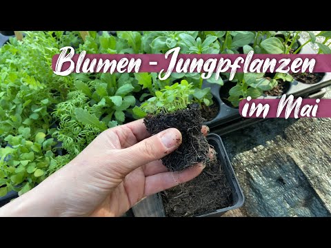 Meine Blumen im Mai - Tipps für gesunde Jungpflanzen - Mohn, Zinnien, Kosmeen, Löwenmäulchen uvm.