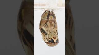 Before butterflies, butterfly goo (chrysalis)