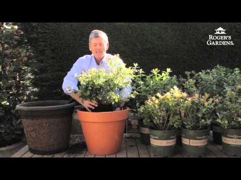 download lagu mp3 mp4 Southern Highbush Blueberries California, download lagu Southern Highbush Blueberries California gratis, unduh video klip Southern Highbush Blueberries California