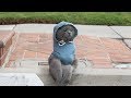 The Saddest Day von AaronsAnimals vor 3 The Saddest Day von AaronsAnimals vor 3