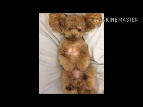 Cutes dogs | cutest dogs | 2018 | beautiful song |
