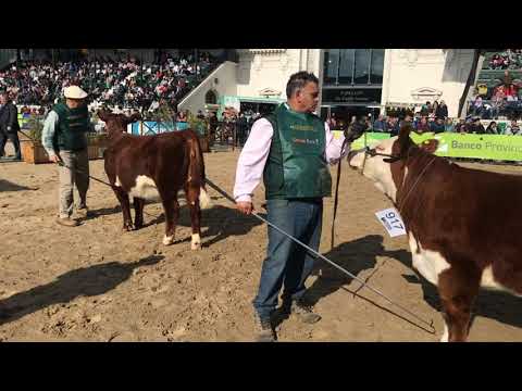 Campeonato Polled Hereford Ternera Mayor Palermo 2019