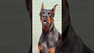 World's Most Bravest and Guard Dog Breed 👿 #shorts #doberman #dog