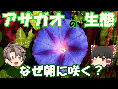ヒルガオ 植物