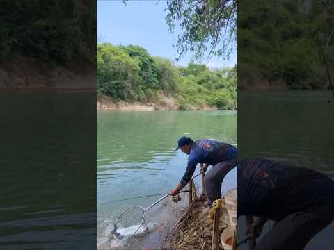 Pesca de barranco rio preto ruralminas unai MG #pescaria #rio #shorts