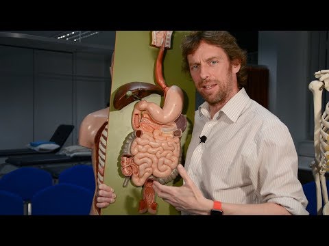 Small intestine (anatomy)