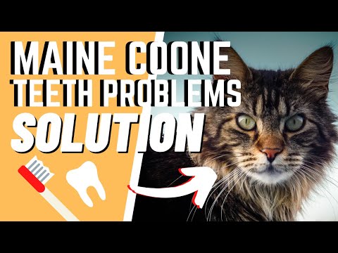Maine Coon Cats 101: Oral Health Problems and Solutions