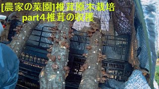 [農家の菜園]20/11/２０ 椎茸原木栽培part4 椎茸収穫　[家庭菜園]
