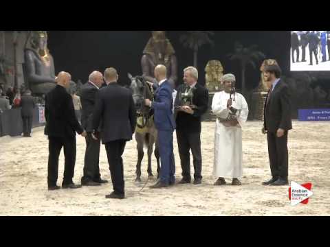 1st-N.106 ADELITA - Verona 2015 - Yearling Fillies Championship (Class 13)