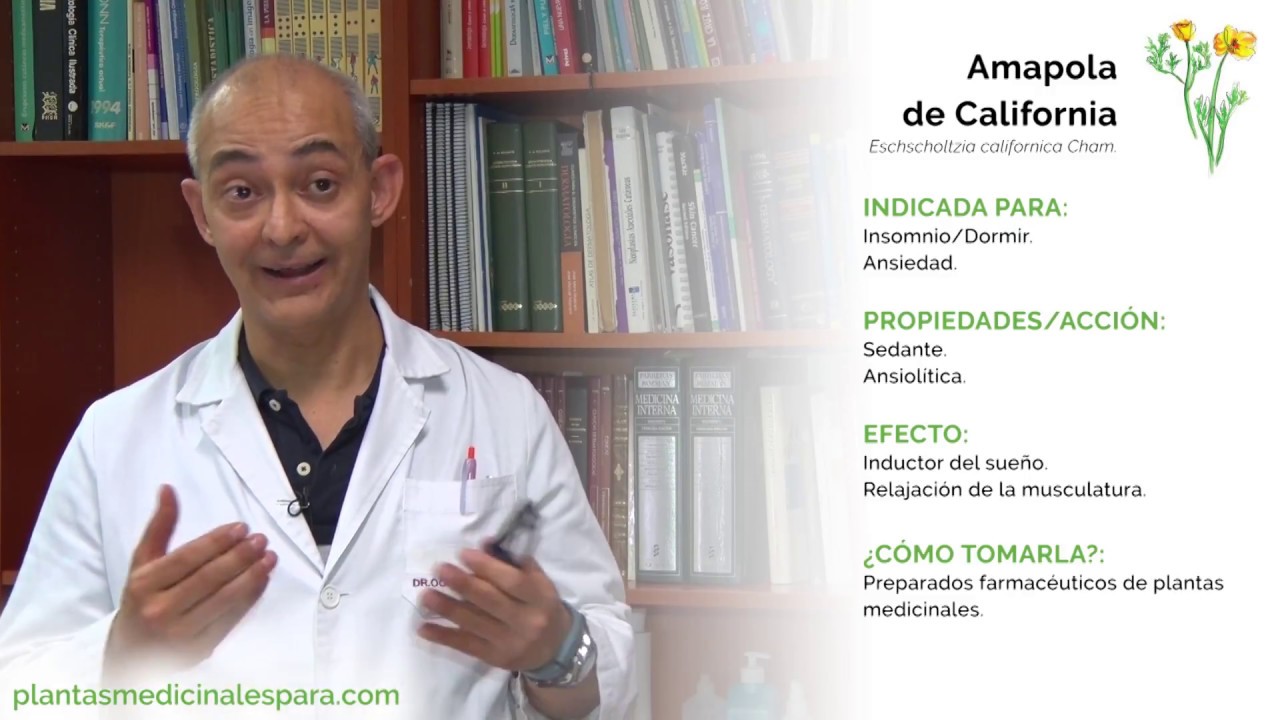 Amapola de California | Plantas medicinales para el insomnio