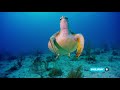 A Turtles S Tale Promo