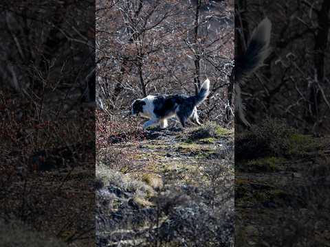CHILE hace historia: ELIMINA la RABIA transmitida por perros #shorts