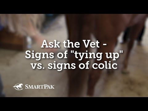 YouTube video about: What is tying up in horses?