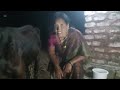 Viral Bhor Goat S Milking