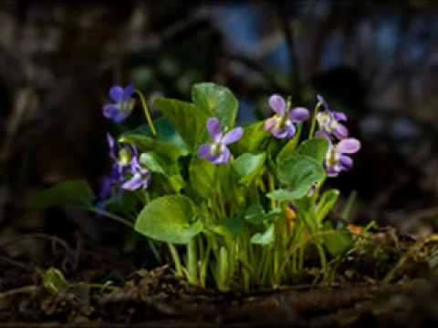 FÜLEMÜLE SZERENÁD