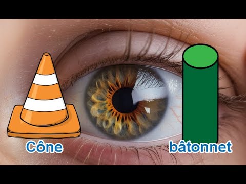 Photoreceptors: cones and rods