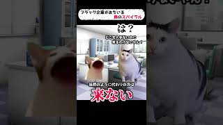 【猫ミーム】ブラック企業がおちいる負のスパイラル【実話】 #猫ミーム #猫マニ #catmemes #猫ミーム日常 #社畜 #shorts