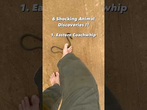 picking up a snake with my TOES 👀🦶🏻 #snakes #animals #herping