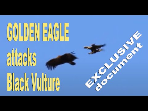 Brutal attack of Golden Eagle on Black Vulture