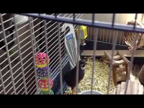 Papikau Novyj Trend Smotret Onlajn Na Sajte Trendovi Ru