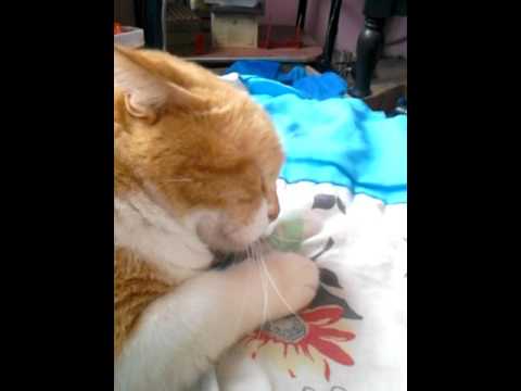 El sargento pepe salva el dia