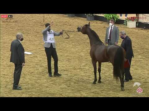 N 426 BAHER AL SHAQAB   23rd Qatar National Arabian Horse Show   Stallions 4 6 Years Old Class 12B