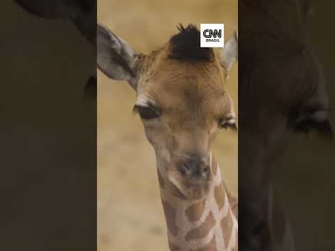 Filhote de girafa ameaçada de extinção nasce em zoológico na Bélgica