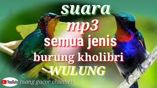 Download lagu mp3 suara burung kholibri wulung muncang ribut..mang gacor channel mp3 Download lagu mp3 suara burung kholibri wulung muncang ribut..mang gacor channel mp3