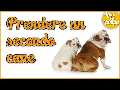 Prendere un secondo cane: a cosa fare attenzione? | Qua la Zampa