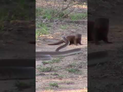 black mamba vs dwarf mongoose #shorts