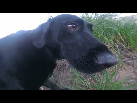 download lagu mp3 mp4 Bode Dog, download lagu Bode Dog gratis, unduh video klip Bode Dog