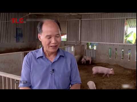 , title : 'lãi tiền triệu nhờ mô hình nuôi lợn hữu cơ tại Vĩnh Phúc'