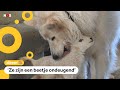 Deze familie heeft lammetjes in huis wonen