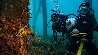 Leafy Seadragons at Rapid Bay