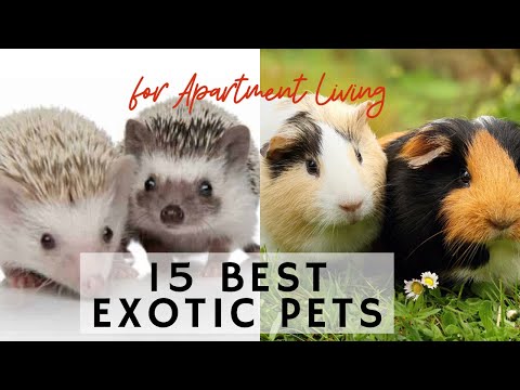 15 Best Exotic Pets for Apartment Living - Learning video