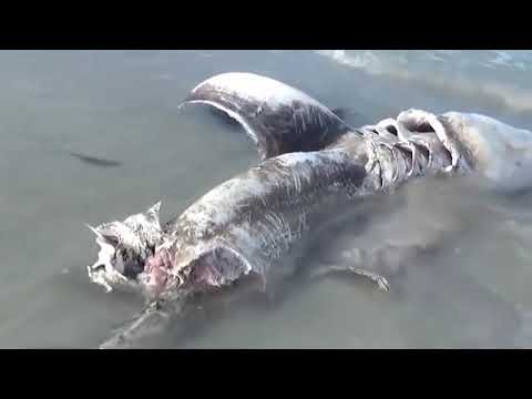 indr@321.com inderjeet indr9706