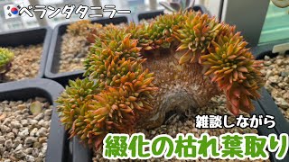 【多肉植物】綴化の枯れ葉取りをしながら雑談🗣️韓国のお盆【ベランダ多肉】