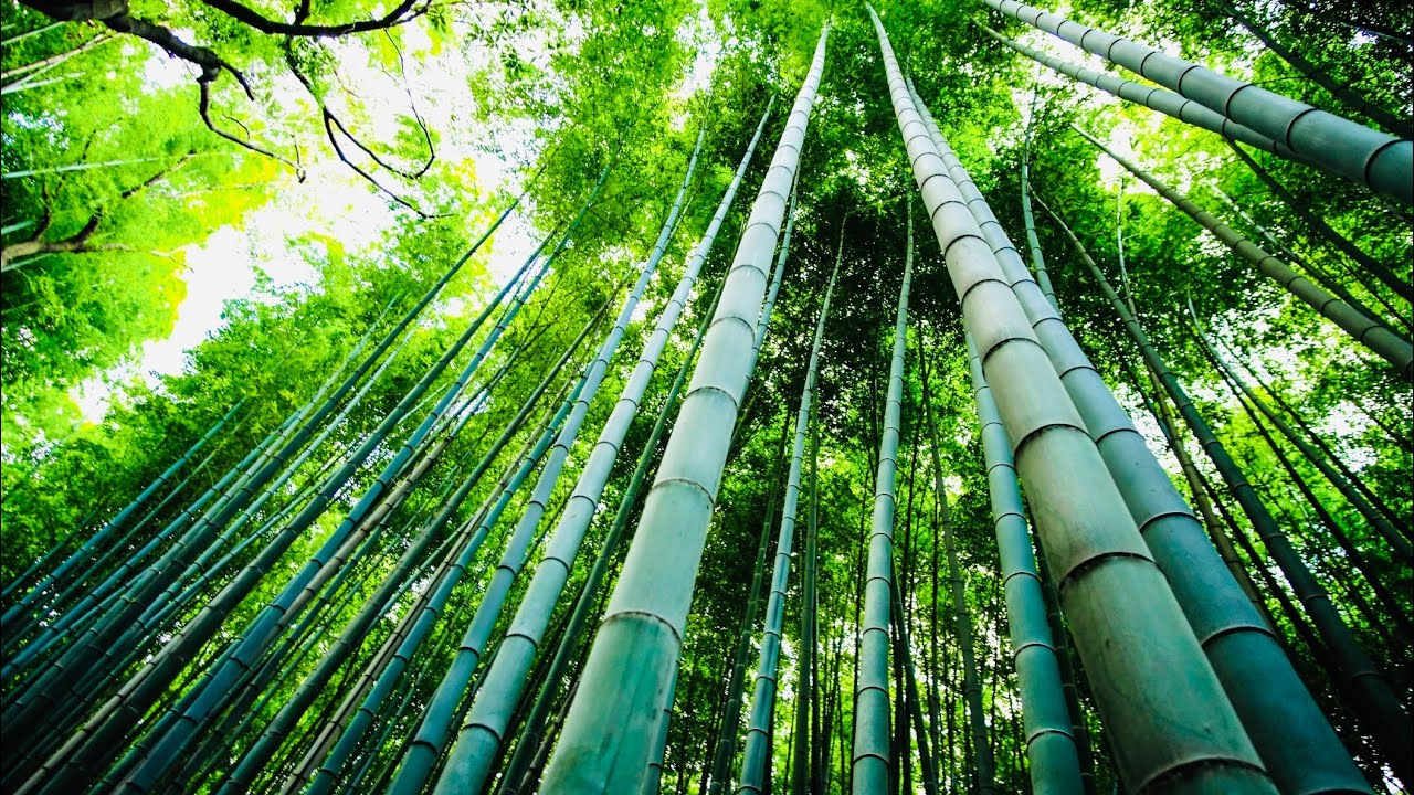 Don't break; just bend, maintain a sturdy foundation while remaining adaptable.