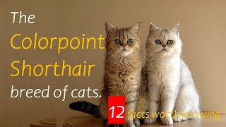 The Colorpoint short hair breed of cats. 12 Facts worth knowing