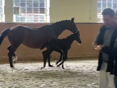 2021 - Grafenhain - vom EA Freiherr von Stein a.d. StPr und PrSt Gräfin Cosel (Handryk)