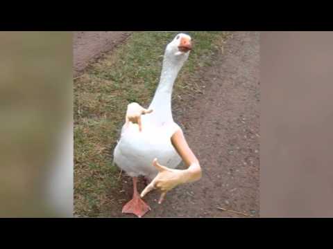 Denn ich dance mit de Gänse