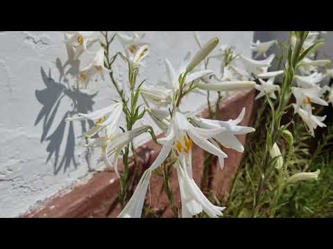 Crini albi.