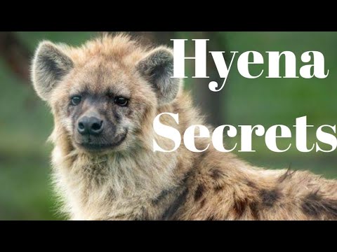 Hyena Documentary | Powerful Hunters, Clans & Survival Secrets