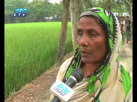 বন্যার পর বিভিন্ন জেলায় এবার আমন ক্ষেতে দেখা দিয়েছে পোকার আক্রমণ